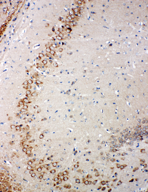 GLRX2 / Glutaredoxin 2 antibody. IHC(P): Rat Brain Tissue.