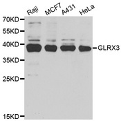Western blot analysis of extracts of various cell lines, using GLRX3 antibody.