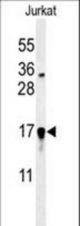 Western blot of GLRX5 Antibody in Jurkat cell line lysates (35 ug/lane). GLRX5 (arrow) was detected using the purified antibody.