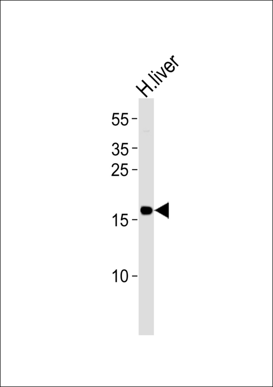 Western blot of lysate from human liver tissue lysate with GLRX5 Antibody. Antibody was diluted at 1:1000. A goat anti-rabbit IgG H&L (HRP) at 1:5000 dilution was used as the secondary antibody. Lysate at 35 ug.
