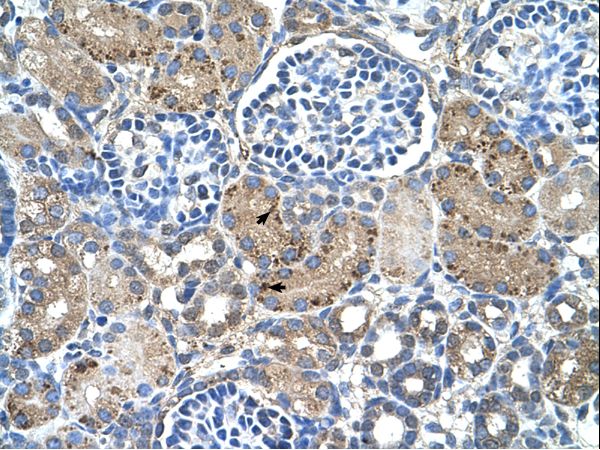 GLS2 / Glutaminase 2 antibody LS-C80586 was used in IHC to stain formalin-fixed, paraffin-embedded human kidney.