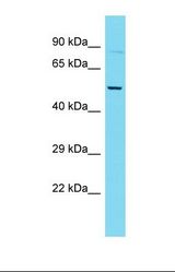 Western blot of Mouse Thymus. Coro1c antibody dilution 1.0 ug/ml.