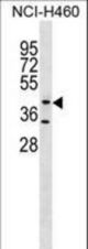 GLT8D1 Antibody western blot of NCI-H460 cell line lysates (35 ug/lane). The GLT8D1 Antibody detected the GLT8D1 protein (arrow).