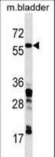 CORO1C Antibody western blot of mouse bladder tissue lysates (35 ug/lane). The CORO1C antibody detected the CORO1C protein (arrow).