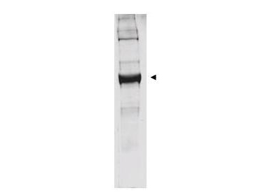 Anti-Bovine Glutamate Dehydrogenase Antibody - Western Blot. Western blot analysis is shown using anti-bovine glutamate dehydrogenase antibody to detect the enzyme from bovine liver preparations. Comparison to a molecular weight marker indicates a predominant band of ~62 kD. The higher molecular weight band may represent a subunit dimer. A 4-20% gradient gel was used to separate proteins prior to transfer to 0.2 micron nitrocellulose. The blot was incubated with a 1:1000 dilution of the antibody for 2 h at room temperature followed by detection using IRDye800 labeled Goat-a-Rabbit IgG [H&L] ( diluted 1:5000 for 45 min at room temperature. IRDye800 fluorescence image was captured using the Odyssey Infrared Imaging System developed by LI-COR. IRDye is a trademark of LI-COR, Inc. Other detection systems will yield similar results.