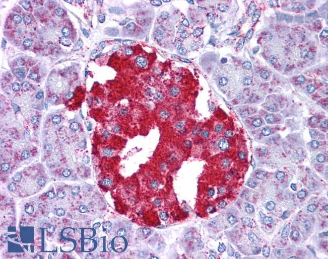 Anti-GLUD1 antibody IHC of human pancreas. Immunohistochemistry of formalin-fixed, paraffin-embedded tissue after heat-induced antigen retrieval. Antibody LS-B4661 concentration 5 ug/ml.
