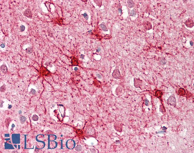 Anti-GLUD1 antibody IHC of human brain, cortex. Immunohistochemistry of formalin-fixed, paraffin-embedded tissue after heat-induced antigen retrieval. Antibody LS-B8318 dilution 3.75 ug/ml.