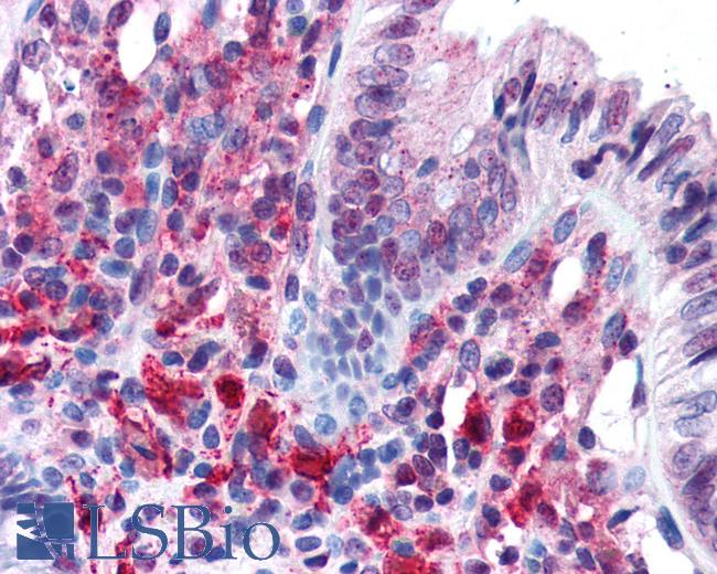 Anti-PACRG antibody IHC of human colon. Immunohistochemistry of formalin-fixed, paraffin-embedded tissue after heat-induced antigen retrieval. Antibody LS-B127 concentration 5 ug/ml.