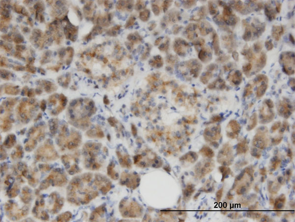 Immunoperoxidase of monoclonal antibody to GLYAT on formalin-fixed paraffin-embedded human salivary gland. [antibody concentration 3 ug/ml]