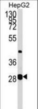 GLYCTK Antibody western blot of HepG2 cell line lysates (35 ug/lane). The GLYCTK antibody detected the GLYCTK protein (arrow).