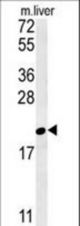 GM2A Antibody western blot of mouse liver tissue lysates (35 ug/lane). The GM2A antibody detected the GM2A protein (arrow).