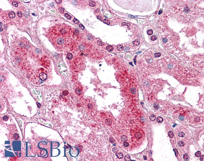 Anti-GM2A antibody LS-A8935 IHC of human kidney. Immunohistochemistry of formalin-fixed, paraffin-embedded tissue after heat-induced antigen retrieval.