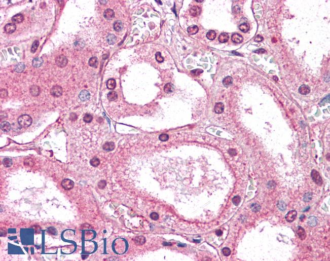 Anti-GM2A antibody LS-A8933 IHC of human kidney. Immunohistochemistry of formalin-fixed, paraffin-embedded tissue after heat-induced antigen retrieval.