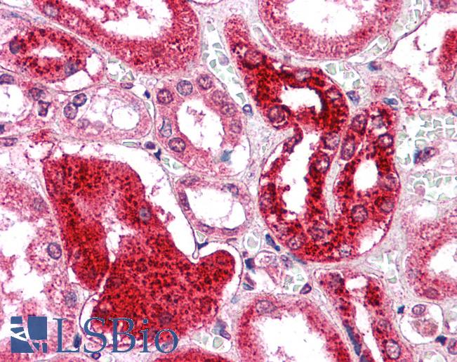 Anti-GM2A antibody LS-A8932 IHC of human kidney. Immunohistochemistry of formalin-fixed, paraffin-embedded tissue after heat-induced antigen retrieval.