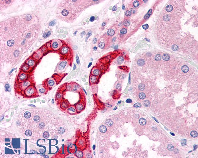 Anti-GM2A antibody LS-A9846 IHC of human kidney. Immunohistochemistry of formalin-fixed, paraffin-embedded tissue after heat-induced antigen retrieval.