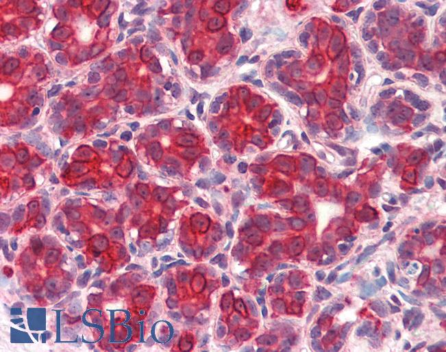 Anti-GM2A antibody LS-A9846 IHC of human breast. Immunohistochemistry of formalin-fixed, paraffin-embedded tissue after heat-induced antigen retrieval.
