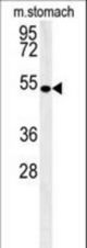 CORO6 Antibody western blot of mouse stomach tissue lysates (15 ug/lane). The CORO6 antibody detected CORO6 protein (arrow).