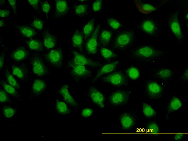 Immunofluorescence of monoclonal antibody to GMEB1 on HeLa cell (antibody concentration 10 ug/ml).