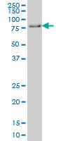 GMEB1 monoclonal antibody clone 2A8 Western blot of GMEB1 expression in HeLa NE.