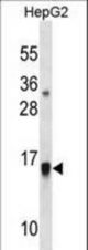 GMFB Antibody western blot of HepG2 cell line lysates (35 ug/lane). The GMFB antibody detected the GMFB protein (arrow).