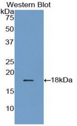 Western blot of recombinant GMFG.