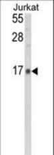 Western blot of GMFG Antibody in Jurkat cell line lysates (35 ug/lane). GMFG (arrow) was detected using the purified antibody.