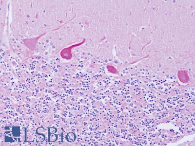 Anti-GMIP antibody IHC of human cerebellum. Immunohistochemistry of formalin-fixed, paraffin-embedded tissue after heat-induced antigen retrieval. Antibody LS-B8282 dilution 5-10 ug/ml.