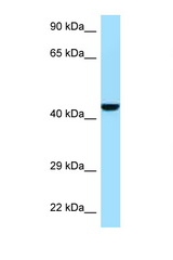 GMPPB antibody LS-C146337 Western blot of Mouse Pancreas lysate. Antibody concentration 1 ug/ml.