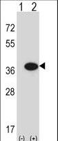 Western blot of GMPR (arrow) using rabbit polyclonal GMPR Antibody. 293 cell lysates (2 ug/lane) either nontransfected (Lane 1) or transiently transfected (Lane 2) with the GMPR gene.