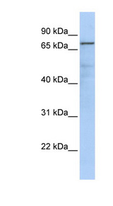GMPS antibody LS-C102309 Western blot of MCF7 cell lysate.
