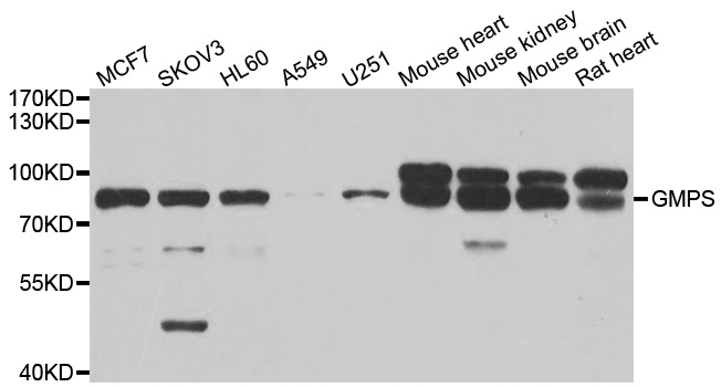 Western blot analysis of extracts of various cell lines, using GMPS antibody.