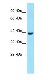 GNA11 antibody Western Blot of Fetal Brain.