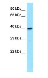 GNA11 antibody Western Blot of Fetal Heart.