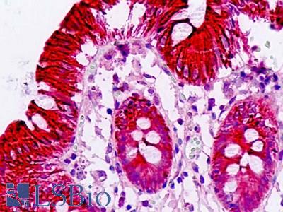 Anti-GNA13 antibody IHC staining of human intestine. Immunohistochemistry of formalin-fixed, paraffin-embedded tissue after heat-induced antigen retrieval.