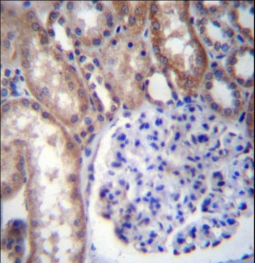 GNA14 Antibody immunohistochemistry of formalin-fixed and paraffin-embedded human kidney tissue followed by peroxidase-conjugated secondary antibody and DAB staining.