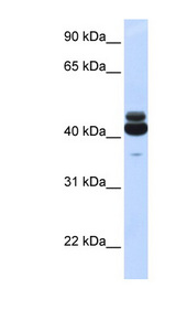 GNA15 antibody LS-C112200 Western blot of Fetal Liver lysate.