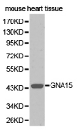 Western blot of extracts of mouse heart tissue , using GNA15 antibody.