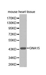 Western blot analysis of extracts of mouse heart tissue , using GNA15 antibody.