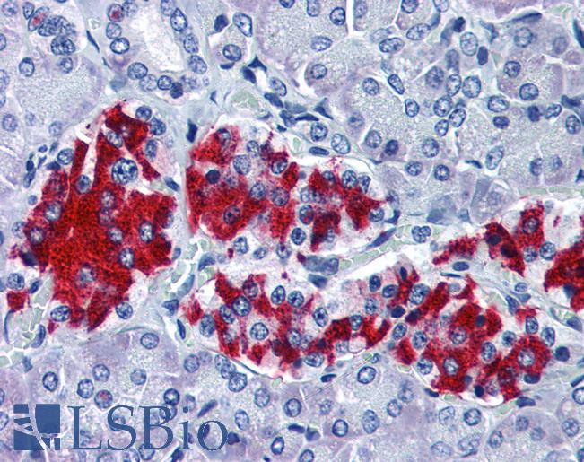 Anti-GNAI1 antibody IHC of human pancreas. Immunohistochemistry of formalin-fixed, paraffin-embedded tissue after heat-induced antigen retrieval. Antibody LS-B2546 dilution 1:50.