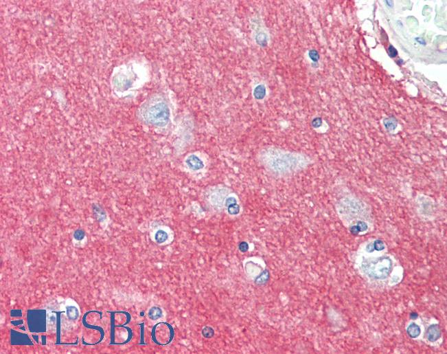Anti-GNAI3 antibody IHC staining of human brain, cortex. Immunohistochemistry of formalin-fixed, paraffin-embedded tissue after heat-induced antigen retrieval. Antibody LS-B9757 concentration 10 ug/ml.