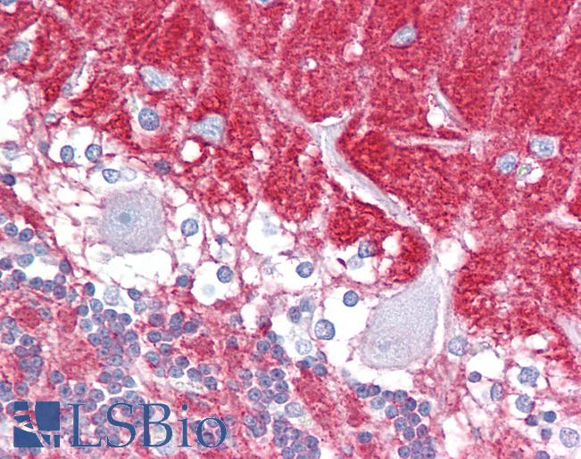 Anti-GNAO1 antibody IHC of human brain, cerebellum. Immunohistochemistry of formalin-fixed, paraffin-embedded tissue after heat-induced antigen retrieval. Antibody LS-B6634 concentration 5 ug/ml.