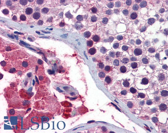 Anti-GNAQ antibody IHC of human testis. Immunohistochemistry of formalin-fixed, paraffin-embedded tissue after heat-induced antigen retrieval. Antibody LS-B5849 concentration 10 ug/ml.