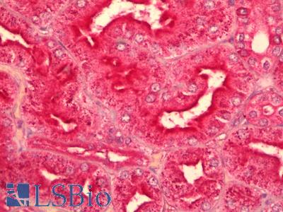 Anti-GNAQ antibody IHC of human kidney. Immunohistochemistry of formalin-fixed, paraffin-embedded tissue after heat-induced antigen retrieval. Antibody LS-B6346 concentration 5 ug/ml.