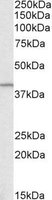 GNAQ antibody (0.1 ug/ml) staining of Rat Testis lysate (35 ug protein/ml in RIPA buffer). Primary incubation was 1 hour. Detected by chemiluminescence.