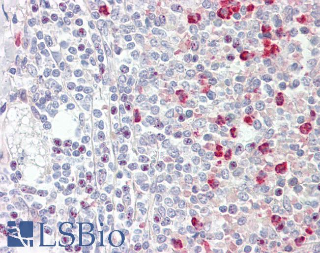 Anti-GNAQ antibody IHC staining of human spleen. Immunohistochemistry of formalin-fixed, paraffin-embedded tissue after heat-induced antigen retrieval.