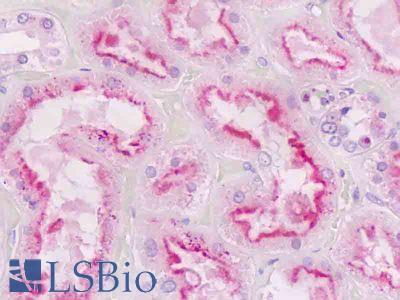 Anti-GNAQ antibody IHC staining of human kidney, tubules. Immunohistochemistry of formalin-fixed, paraffin-embedded tissue after heat-induced antigen retrieval.