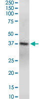 GNAQ monoclonal antibody (M04), clone 3B9. Western Blot analysis of GNAQ expression in Raw 264.7.