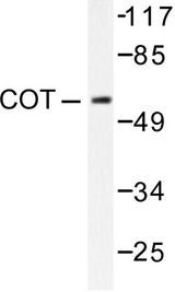 Western blot of COT (P284) pAb in extracts from 293 treated with LPS 100ng/ml 30' cells.