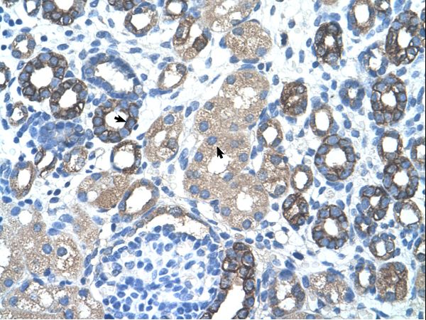 GNAS antibody LS-C31914 was used in IHC to stain formalin-fixed, paraffin-embedded human kidney.