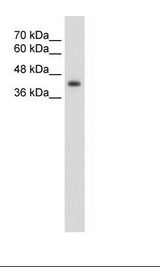 HepG2 Cell Lysate